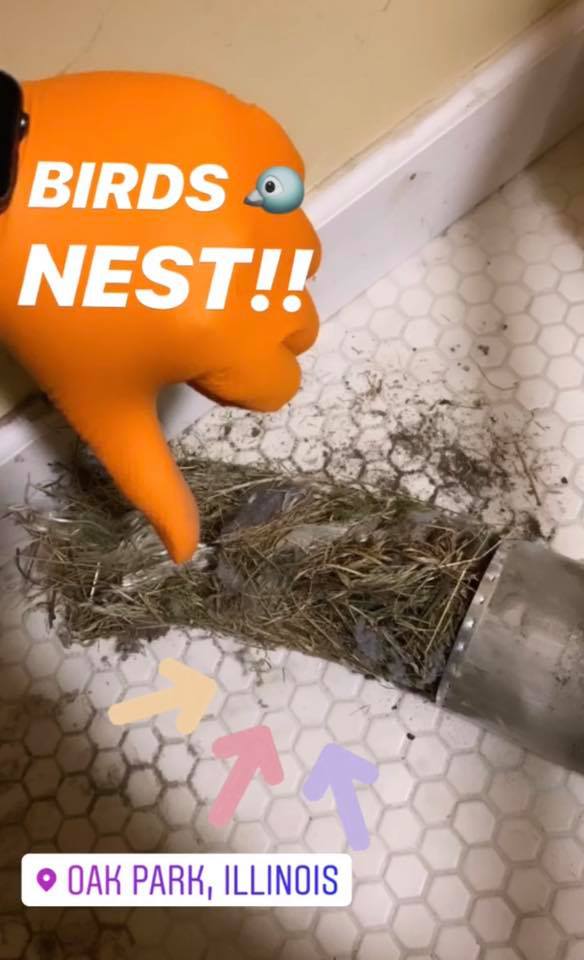 Birds Nest found in Dryer Vent in Chicago